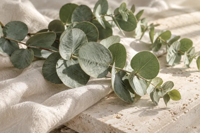 Univers de Eucalyptus