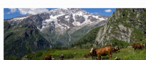 Univers olfactif Alpage