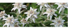 Univers olfactif Edelweiss