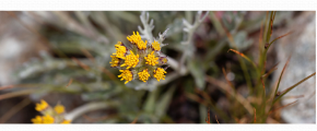 Univers olfactif Fleurs des Alpes