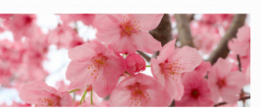 Univers olfactif Fleurs de cerisiers