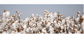 Univers olfactif Fleurs de coton