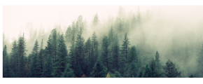 Univers olfactif Forêt scandinave