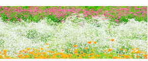 Univers olfactif Jardin d’été