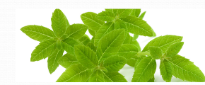 Univers olfactif Verveine